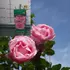 Kép 6/8 - A The Queen rózsa pasztellrózsaszín árnyalatú virágokkal díszít. 