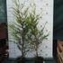 Kép 2/6 - Két éves  Cupressocyparis x leylandii Castlewellan Gold két literes cserépben.