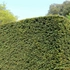 Kép 7/9 - A tiszafa sűrű, homogén sövényfalat alkot.