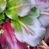 Kép 2/5 - A bőrlevél őszi lombszíneződésbe hajló vöröses lombozata.