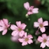 Kép 2/9 -  A fátyolvirág rózsaszín virágai közelről.
