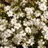 Kép 1/2 - A havasi habszegfű apró fehér virágai.