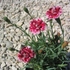 Kép 3/3 - Whatfield Gem pünkösdi szegfű virágzása. 