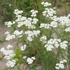 Kép 2/4 - Kertbe ültetett fehér cickafark teljes virágzásban. 