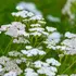 Kép 1/4 - Fehér cickafark virágai. 
