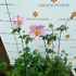 Kép 3/10 - Az Anemone hybrida Serenade virágzásban.
