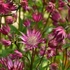 Kép 2/4 - Gazdag színvilágú Star of Love völgycsillag virágai a lilás színű, elágazó szárakon.