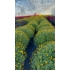 Kép 5/5 - Chrysanthemum - Gömb alakú krizantém