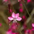Kép 1/4 - Kecses szárakon hozza rózsaszín virágait a Geyser Pink díszgyertya.