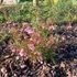 Kép 3/11 - Virágágyásba ültetett rózsaszín díszgyertya augusztusi állapota.