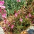 Kép 4/10 - A Gaura lindheimeri rózsaszín virágai.