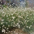Kép 7/10 - Virágágyásba ültetett Gaura lindheimeri.