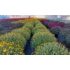 Kép 1/5 - Chrysanthemum - Gömb alakú krizantém