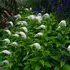 Kép 1/3 - A hattyúnyakú lizinka fehér virágai.