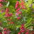Kép 1/8 - Vörös Leuchtkafer tűzeső kecses virágfürtjei.
