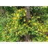 Kép 7/7 - Az orbáncfű júniusi állapota, sárga virágokkal.