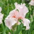 Kép 2/3 - A Iris cherished rózsaszín virága.
