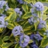 Kép 2/2 - A tarka kékszakél lombozata és kék virágai.