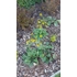 Kép 7/9 - Mulccsal takart virágágyásba ültetett kúpvirág.
