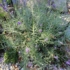 Kép 2/3 - A Lavandula angustifolia Hidcote sziklakerti beültetésben.
