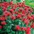 Kép 3/4 - A vörös méhbalzsam vörös virágai.
