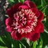 Kép 2/3 - A Paeonia lactiflora Charles Burgess virága.