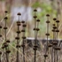 Kép 10/10 - Játékos és izgalmas látványt festenek a száraz Phlomis russeliana növények.