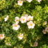 Kép 2/4 - A Potentilla fruticosa virágzása.