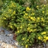 Kép 9/9 - A cserjés pimpó sárga virágai.
