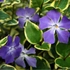 Kép 1/4 - A Vinca minor Blue and Gold kék virágai és sárgatarka lomblevelei.