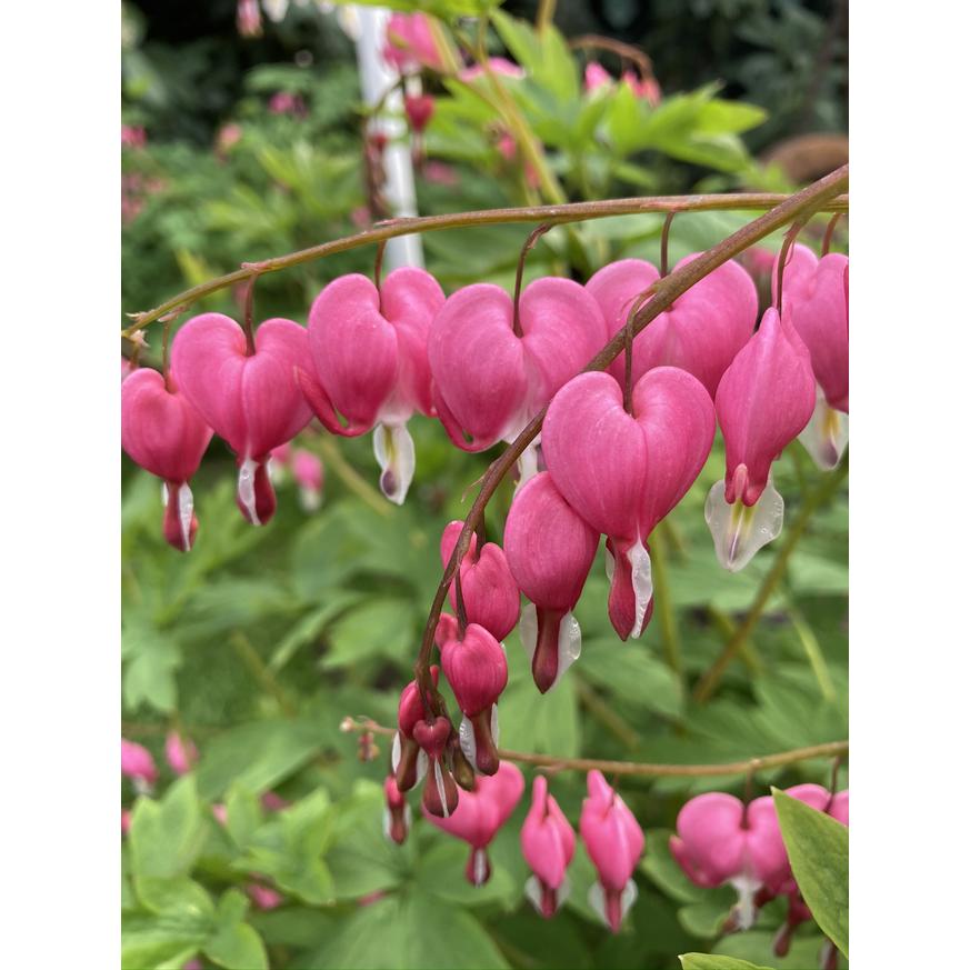 Dicentra spectabilis CS15 - Szívvirág