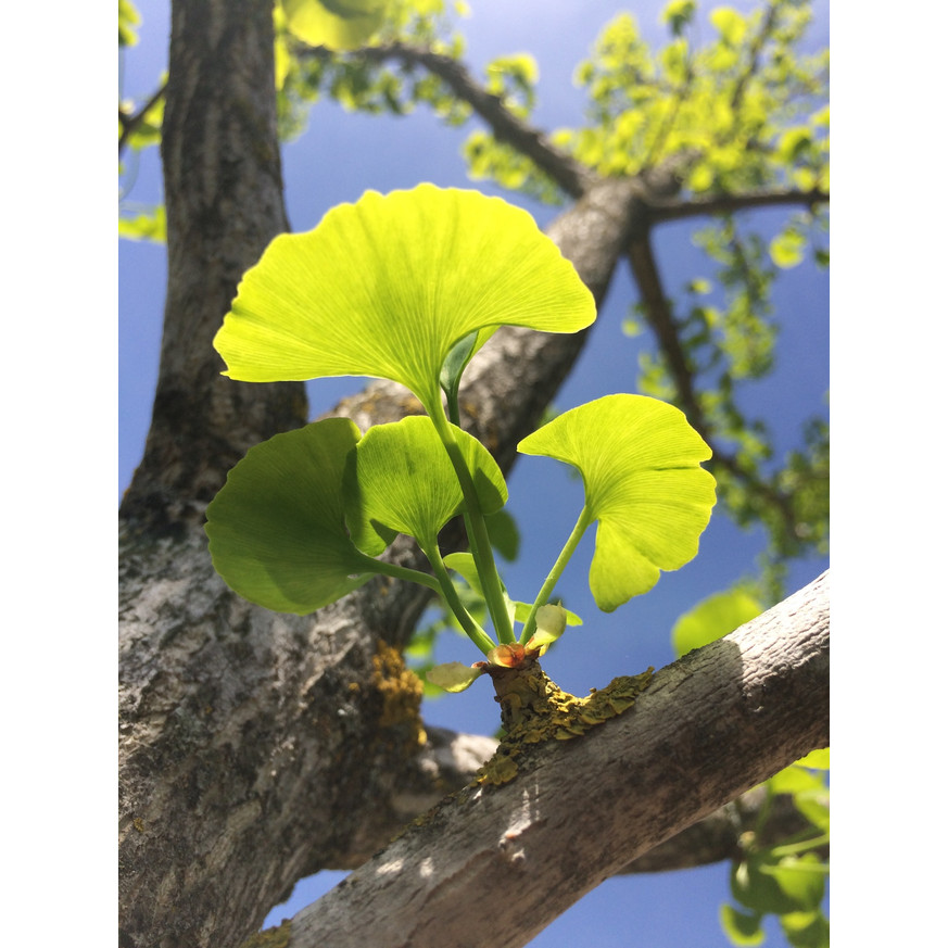 Ginkgo biloba K5 - Páfrányfenyő Ginkgo biloba K5 - Páfrányfenyő