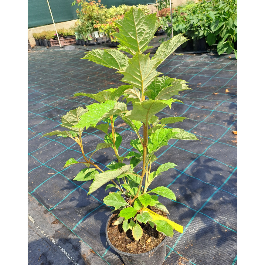 Hydrangea quercifolia - Tölgylevelű hortenzia