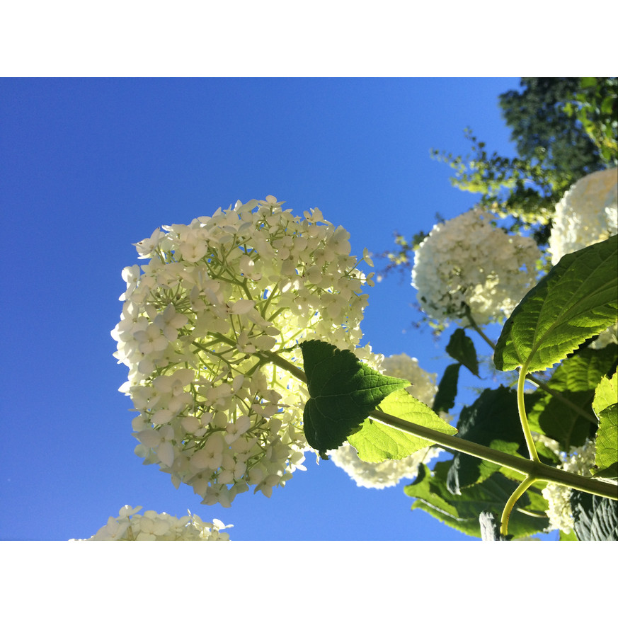Hydrangea arborescens Annabelle XL - Cserjés hortenzia Hydrangea arborescens Annabelle XL - Cserjés hortenzia