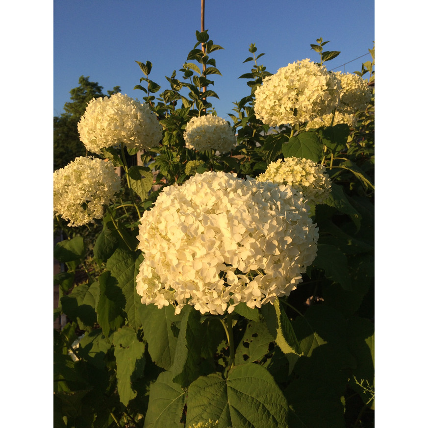 Hydrangea arborescens Annabelle XL - Cserjés hortenzia Hydrangea arborescens Annabelle XL - Cserjés hortenzia