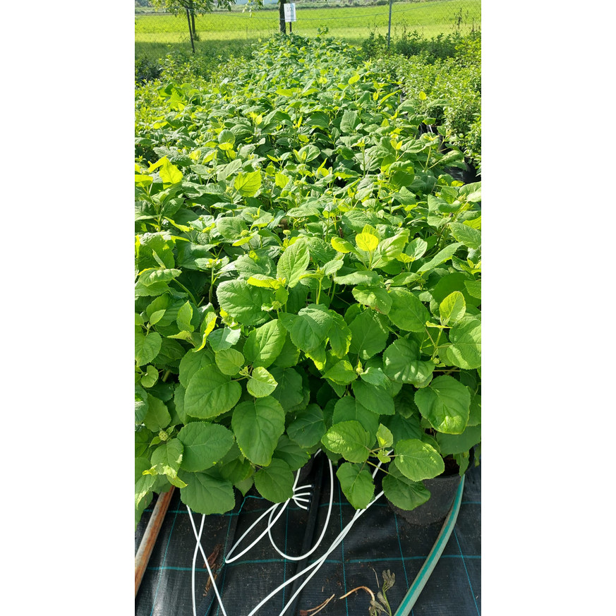 Hydrangea arborescens Annabelle XL - Cserjés hortenzia Hydrangea arborescens Annabelle XL - Cserjés hortenzia