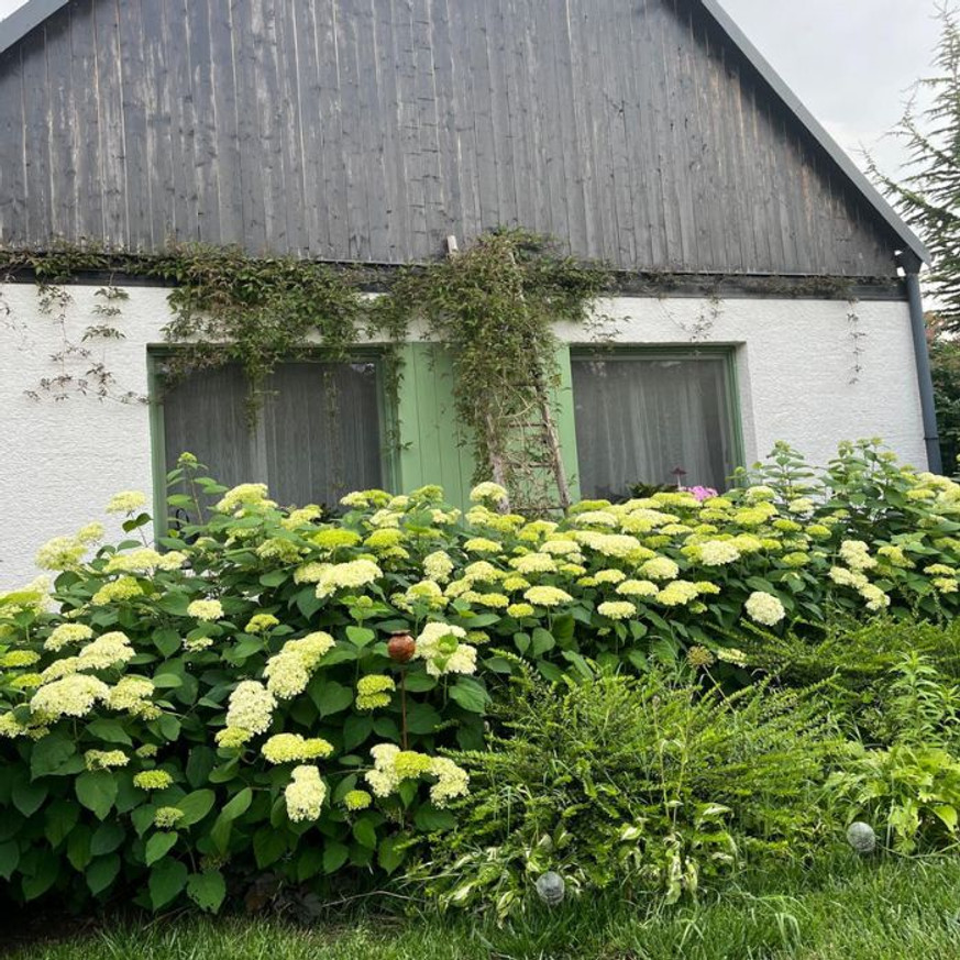 Hydrangea arborescens Annabelle XL - Cserjés hortenzia Hydrangea arborescens Annabelle XL - Cserjés hortenzia