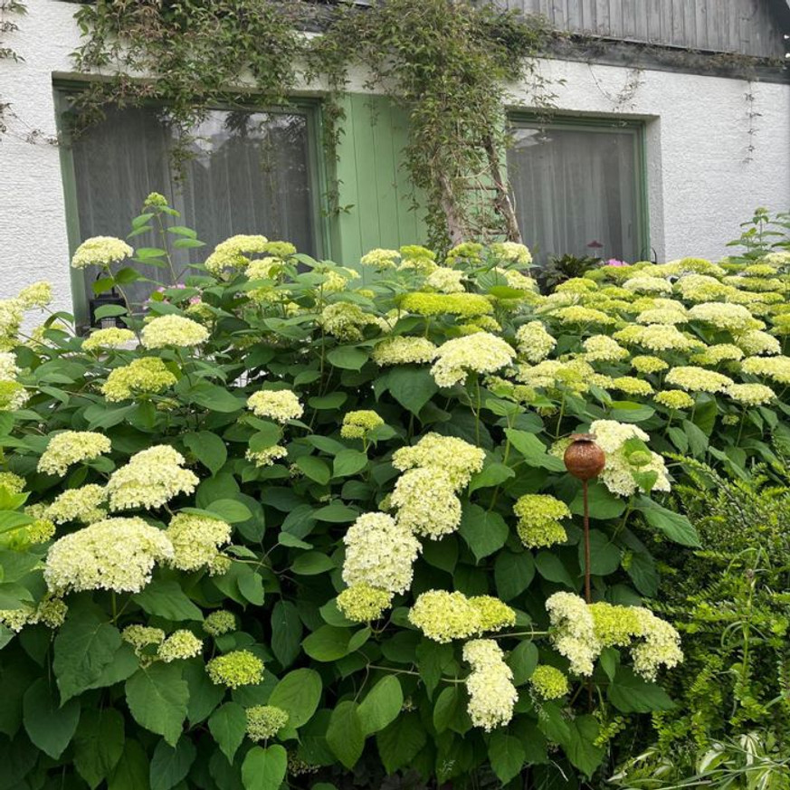 Hydrangea arborescens Annabelle XL - Cserjés hortenzia Hydrangea arborescens Annabelle XL - Cserjés hortenzia
