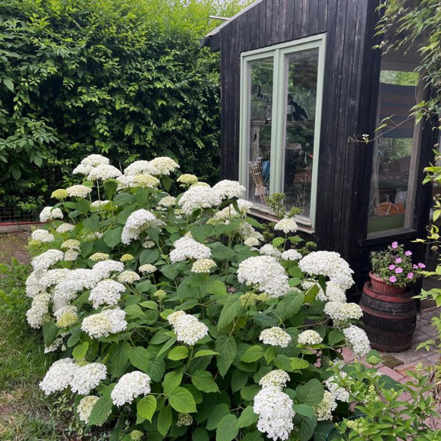 Hydrangea arborescens Annabelle XL - Cserjés hortenzia Hydrangea arborescens Annabelle XL - Cserjés hortenzia