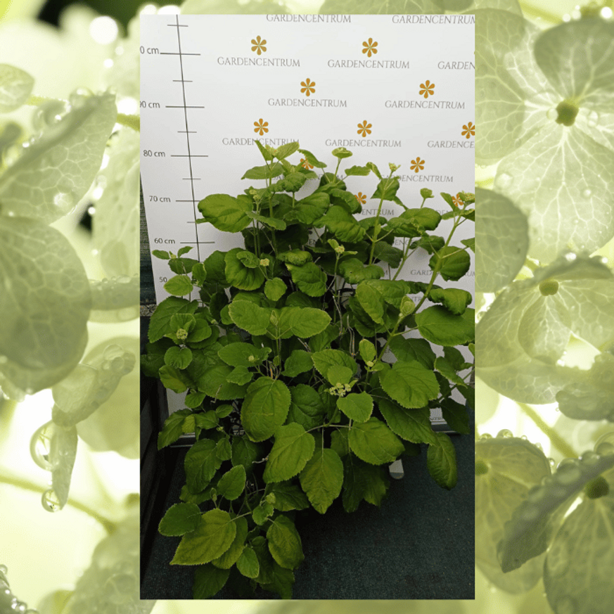 Hydrangea arborescens Annabelle XL - Cserjés hortenzia Hydrangea arborescens Annabelle XL - Cserjés hortenzia