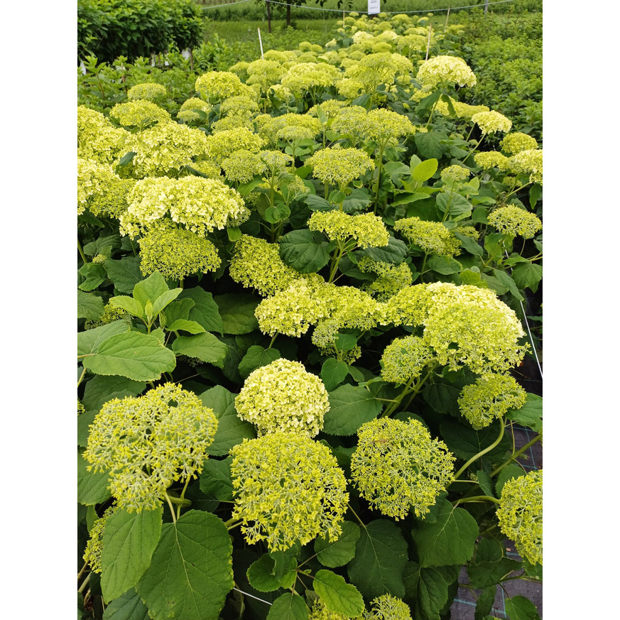 Hydrangea arborescens Annabelle XL - Cserjés hortenzia Hydrangea arborescens Annabelle XL - Cserjés hortenzia