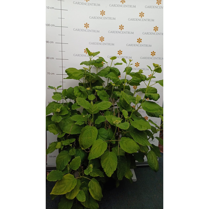 Hydrangea arborescens Annabelle XL - Cserjés hortenzia Hydrangea arborescens Annabelle XL - Cserjés hortenzia