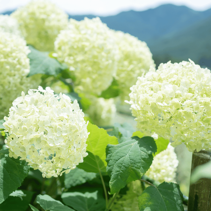 Hydrangea arborescens Annabelle - Cserjés hortenzia