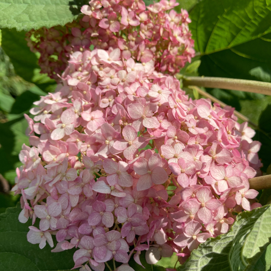 Hydrangea arborescens Candybelle Marshmallow - Cserjés hortenzia