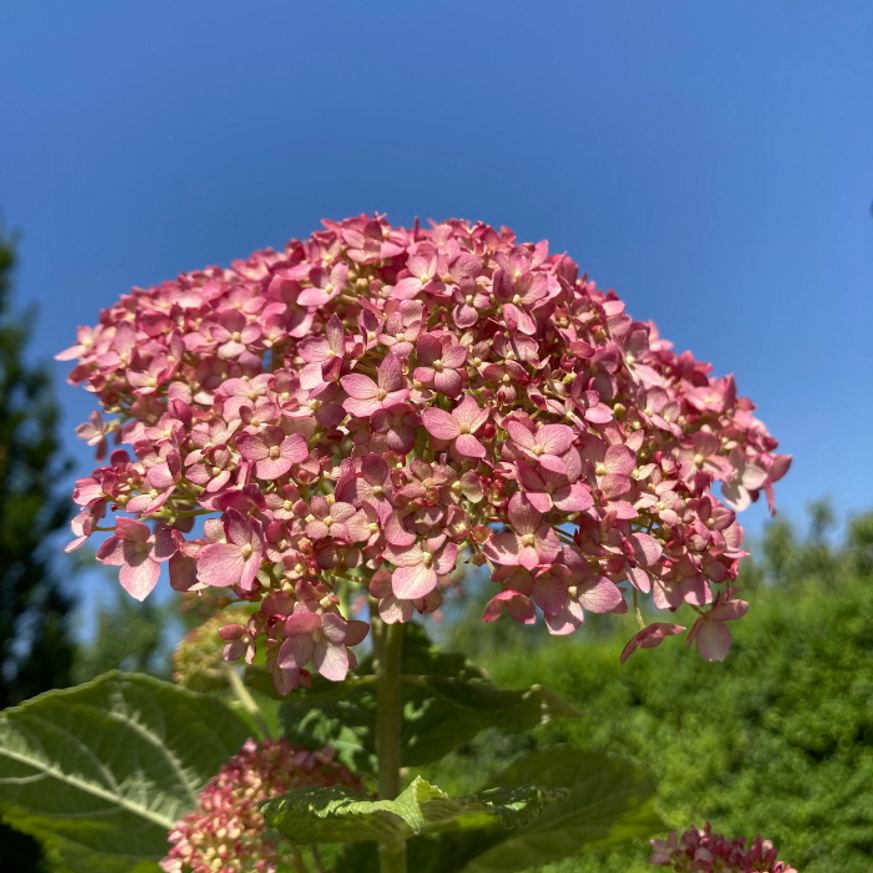 Hydrangea arborescens K3 - Rózsaszín cserjés hortenzia Hydrangea arborescens K3 - Rózsaszín cserjés hortenzia