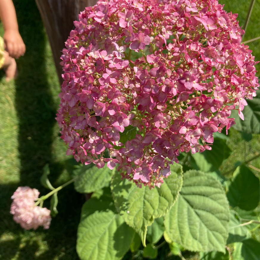 Hydrangea arborescens K3 - Rózsaszín cserjés hortenzia Hydrangea arborescens K3 - Rózsaszín cserjés hortenzia