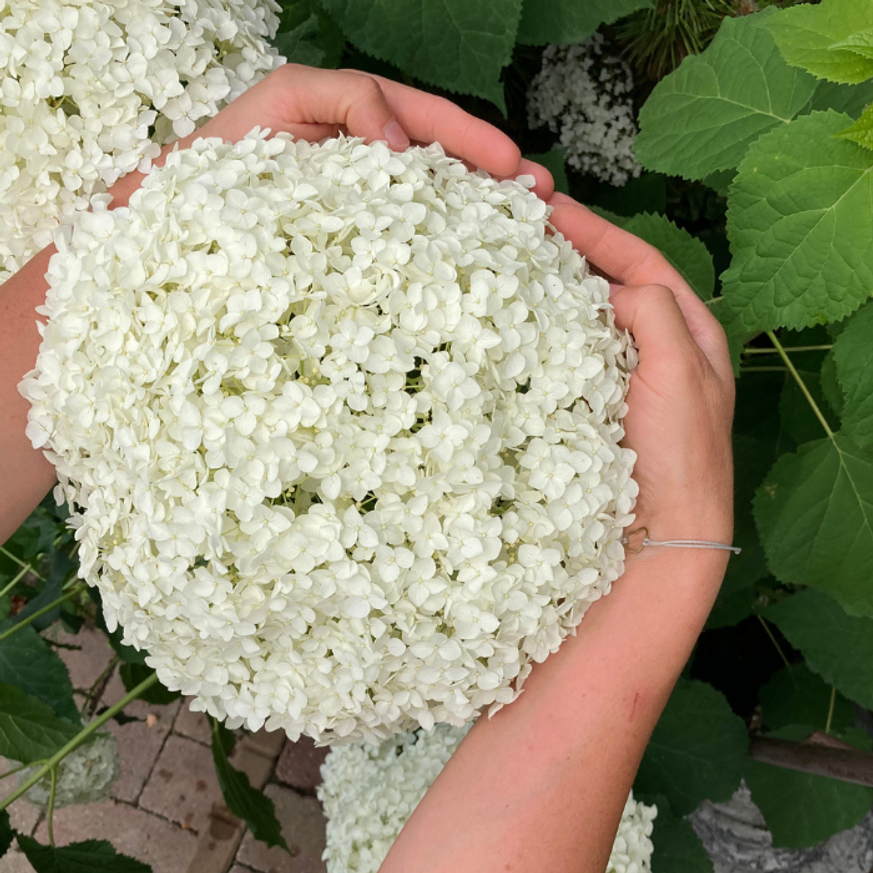 Hydrangea arborescens Strong Annabelle K2 - Cserjés hortenzia