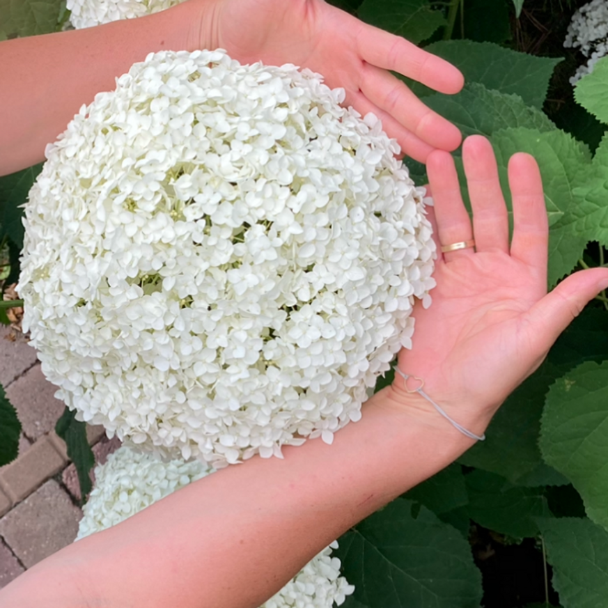 Hydrangea arborescens Strong Annabelle K2 - Cserjés hortenzia