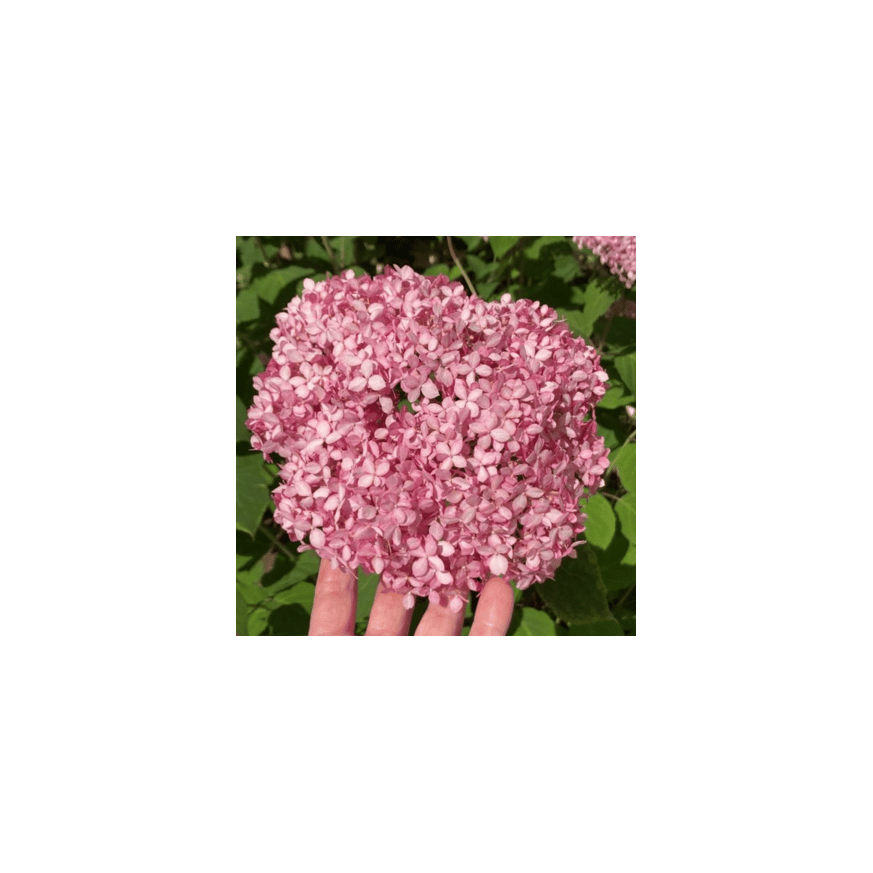 Hydrangea arborescens K3 - Rózsaszín cserjés hortenzia Hydrangea arborescens K3 - Rózsaszín cserjés hortenzia