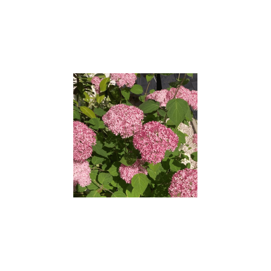 Hydrangea arborescens K3 - Rózsaszín cserjés hortenzia Hydrangea arborescens K3 - Rózsaszín cserjés hortenzia
